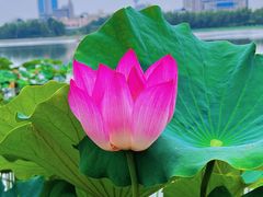 -莲花池公园