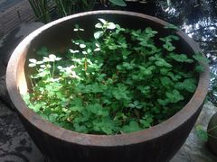 植物-新竹里馆·花园餐厅(兴苑路店)