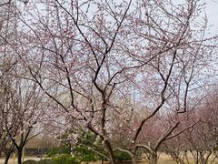 -永定河休闲森林公园