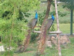 金孔雀温泉旅游度假村-金孔雀温泉旅游度假村