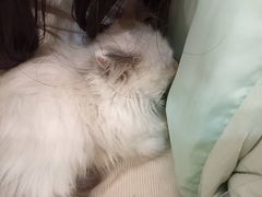 -楼上猫咖(罗湖店)