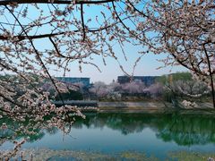 -桃花堤公园
