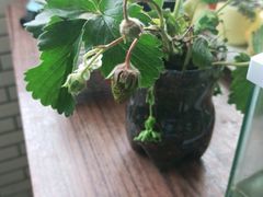 -前小桔亲子创意农场·草莓采摘·露营烧烤