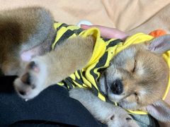 -逗柴咖啡屋·狗咖猫咖宠物桌游