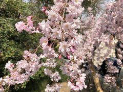 -西安青龙寺遗址景区