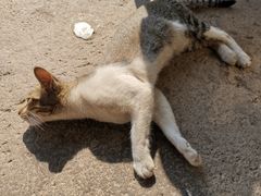 -皇鸽餐厅(龙塘店)