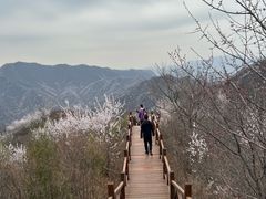 -大岭沟猕猴桃谷风景区