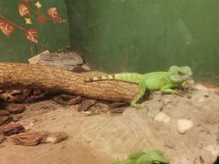 -上海大自然野生昆虫馆(东方明珠·爬宠昆虫探索中心)