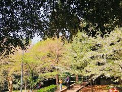 -武汉大学-樱园