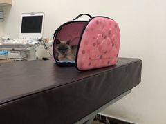 -美联众合动物医院·24h转诊中心