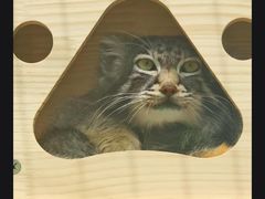 -青藏高原野生动物园