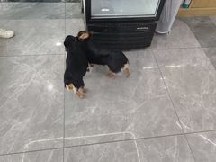 -pd派德宠物中心医院24H急重症·眼科中心·血液透析中心(嵩山北路店)