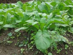 android_upload_pic-裕兴农家饭店