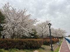 -高东镇樱花园