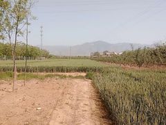 -富平县金粟山森林公园