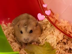 -龙猫仔乐园(惠福东路店)