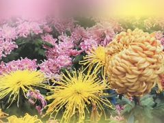 -杭州植物园