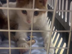 -天宠宠物医院24小时·急重症诊疗中心·全科·腔镜特色(和平分院)