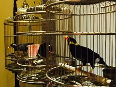 大堂-那家小馆•北京菜•烤鸭(中关村店)