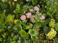 -深圳仙湖植物园