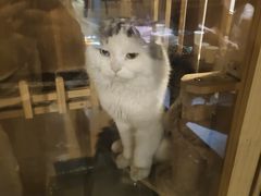 -Mr.Fox狐狸先生超级密室(南山店)