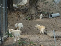 -深圳野生动物园