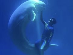 -芜湖新华联大白鲸海洋公园