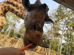 -清迈夜间动物园