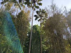 -中国科学院西双版纳热带植物园