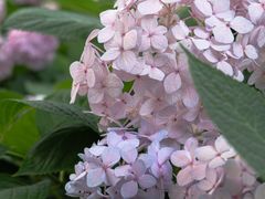-陈家山荷花公园