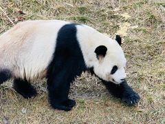 -卧龙中华大熊猫苑神树坪基地