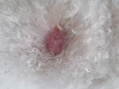 -FAELING PETS美天灵宠物(富力广场店)