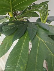 -HEYAN荷妍专业脱毛连锁机构
