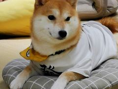 -逗柴咖啡屋·狗咖猫咖宠物桌游