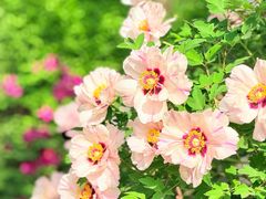 -洛阳市隋唐城遗址植物园