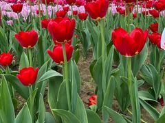 -石家庄市植物园