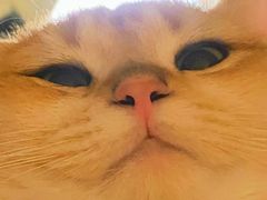 -猫大福·Fortune Cat猫舍(百子湾店)