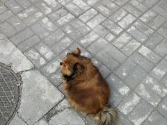 -纳吉亚猫专科动物诊疗中心(蒋宅口分院)