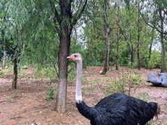 -大连森林动物园