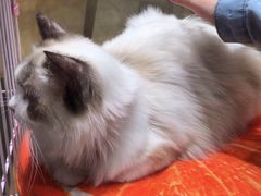 -藏猫猫咖啡主题馆(中央大道店)