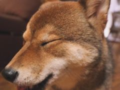 -柴务处·柴犬主题狗咖