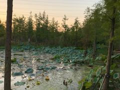 -昆山城市生态森林公园