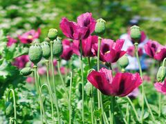 -国家植物园南园