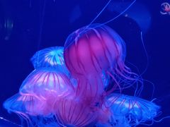 -太平洋海底世界