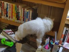 -小时光咖啡馆(开森度假森林店)
