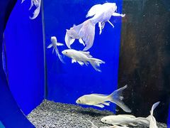 -沙沙哗啦海洋馆(华宇百花谷店)