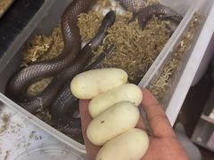 -守诺宠物医院·眼科· 特色牙科·异宠专科(虹口店)