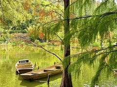 -深圳仙湖植物园