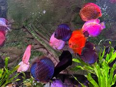 -上海海洋水族馆