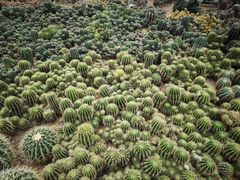 -深圳仙湖植物园